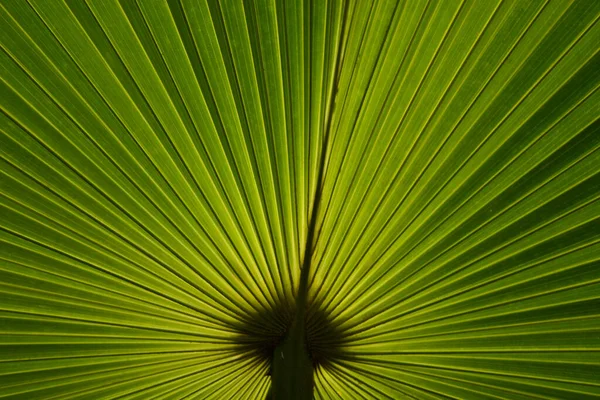 Vista Posterior Textura Hoja Palma Parece Línea Radio — Foto de Stock