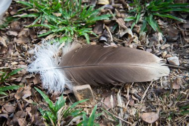 Yere düşen akbabanın tüyüne yakın çekim..