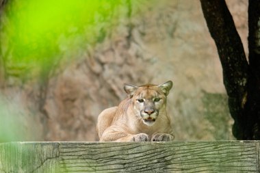 Cougars lay down and rested during the day. clipart