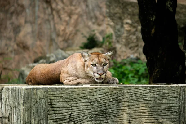 Pumas Legen Sich Hin Und Ruhen Sich Tagsüber Aus — Stockfoto
