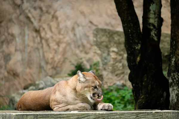 Cougars Lay Rested Day — Stock Photo, Image