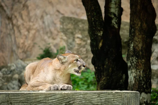 Cougars Lay Rested Day — Stock Photo, Image