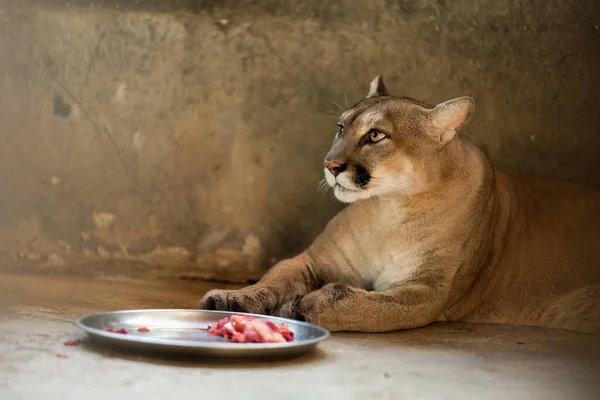 Cougars Cleaned Paws Meals — Stock Photo, Image