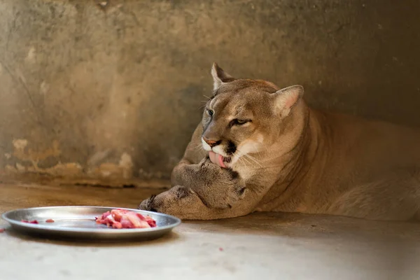 Cougars Cleaned Paws Meals — Stock Photo, Image