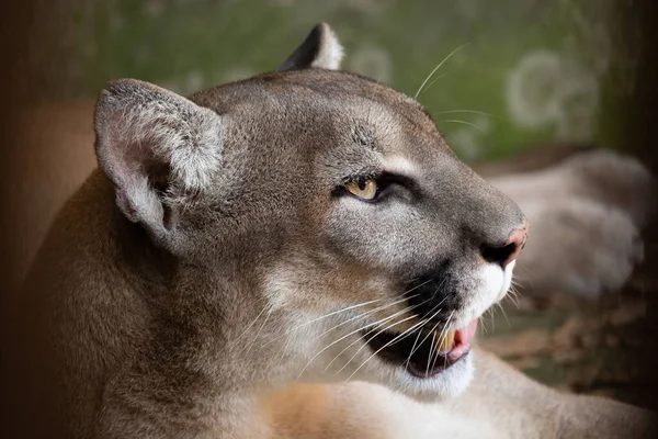 Pumaların Yüzlerini Yakın Plan Çek — Stok fotoğraf