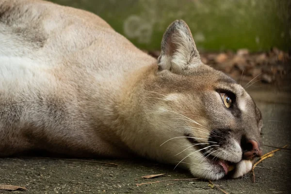 Primer Plano Las Caras Las Pumas — Foto de Stock