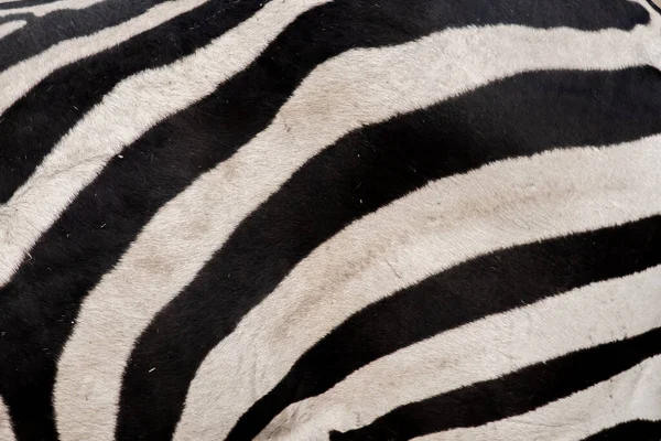 Strisce Peli Polverosi Sul Corpo Della Zebra — Foto Stock