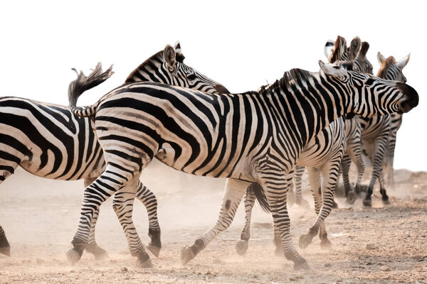 Herd of zebras were running away from something that frightened them.