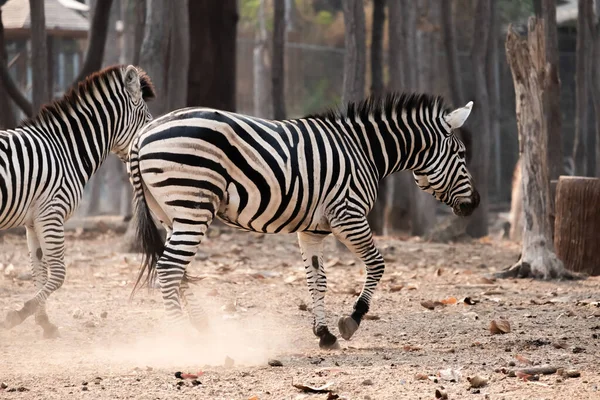 Herd Zebras Were Running Away Something Frightened Them — Stock Photo, Image