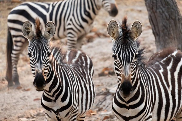 Zebras stripes perhaps serve to dazzle and confuse predators and biting insects or to control the animals body heat.