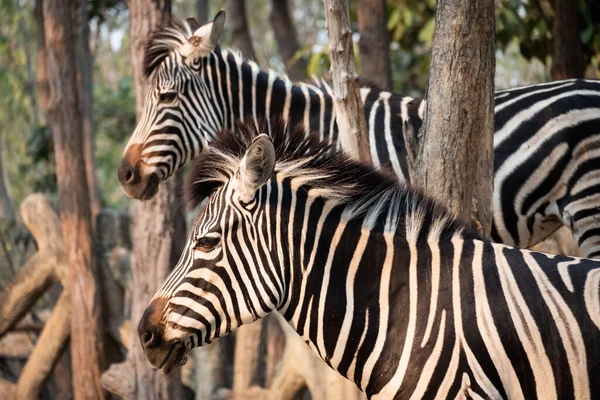 Zebras Pruhy Možná Slouží Oslnění Zmatení Predátorů Kousání Hmyzu Nebo — Stock fotografie