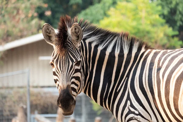 Zebras Stripes Perhaps Serve Dazzle Confuse Predators Biting Insects Control — Stock Photo, Image