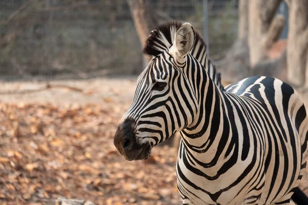 Zebras Stripes Perhaps Serve Dazzle Confuse Predators Biting Insects Control — Stock Photo, Image