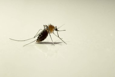 Sivrisinekler, Dang humması, Zika humması, Chikungun, Sıtma vs. gibi pek çok hastalığın taşıyıcılarıdır..