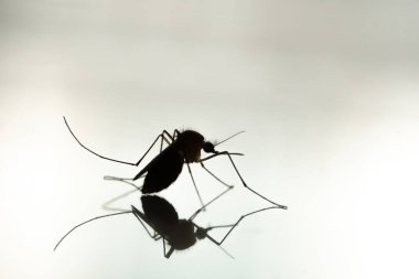 Sivrisinekler, Dang humması, Zika humması, Chikungun, Sıtma vs. gibi pek çok hastalığın taşıyıcılarıdır..