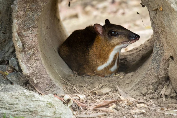 Ciervo Ratón Menor Parece Ciervo Las Pezuñas Del Animal Más — Foto de Stock