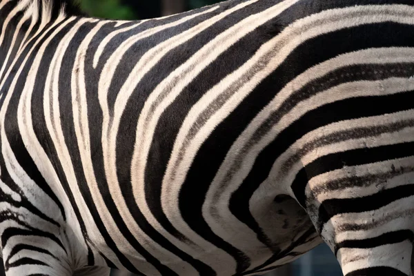 Strepen Haren Die Stoffig Waren Het Lichaam Van Zebra — Stockfoto