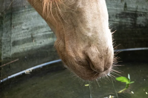 Använd Kamelens Läppar För Att Försörja Dig — Stockfoto