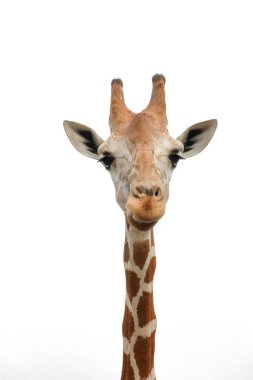 zürafa'nın yaşam alanı genellikle Afrika savannas, meralar veya açık woodlands bulunur