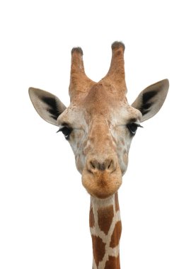 zürafa'nın yaşam alanı genellikle Afrika savannas, meralar veya açık woodlands bulunur