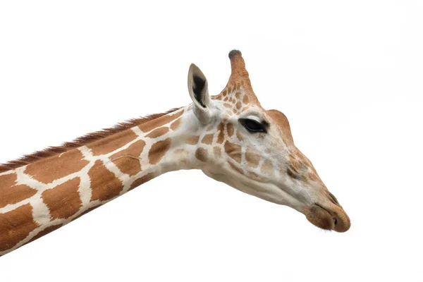 Der Lebensraum Einer Giraffe Ist Normalerweise Afrikanischen Savannen Grasland Oder — Stockfoto