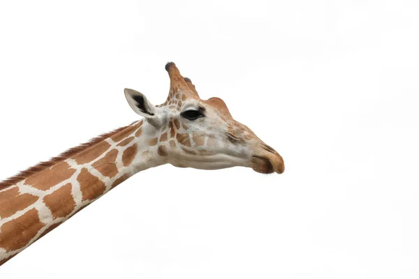 Der Lebensraum Einer Giraffe Ist Normalerweise Afrikanischen Savannen Grasland Oder — Stockfoto