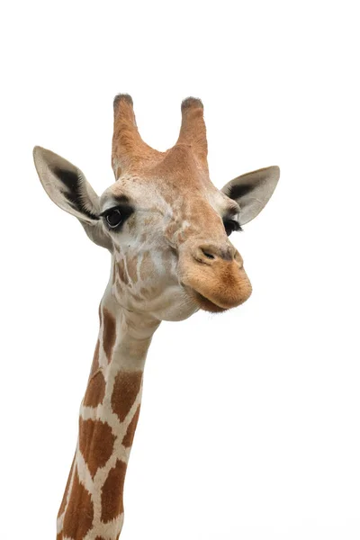 Een Giraffe Habitat Wordt Meestal Gevonden Afrikaanse Savannes Graslanden Open — Stockfoto