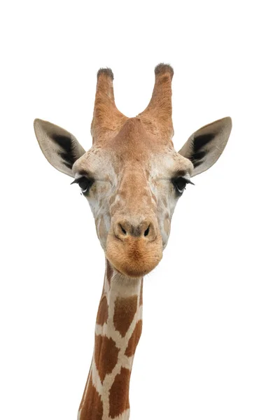 Жираф Обычно Обитает Африканских Саваннах Лугах Открытых Лесах — стоковое фото