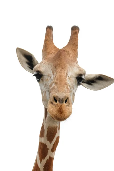 Een Giraffe Habitat Wordt Meestal Gevonden Afrikaanse Savannes Graslanden Open — Stockfoto