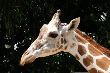 zürafa'nın yaşam alanı genellikle Afrika savannas, meralar veya açık woodlands bulunur