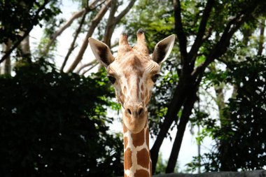 zürafa'nın yaşam alanı genellikle Afrika savannas, meralar veya açık woodlands bulunur