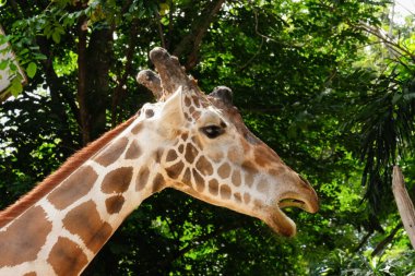 zürafa'nın yaşam alanı genellikle Afrika savannas, meralar veya açık woodlands bulunur