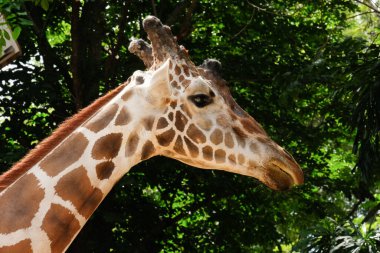 zürafa'nın yaşam alanı genellikle Afrika savannas, meralar veya açık woodlands bulunur
