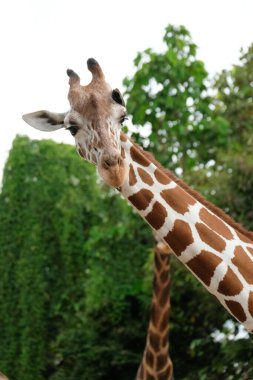 zürafa'nın yaşam alanı genellikle Afrika savannas, meralar veya açık woodlands bulunur