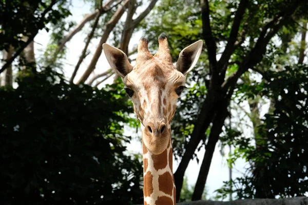 Zürafa Nın Yaşam Alanı Genellikle Afrika Savannas Meralar Veya Açık — Stok fotoğraf