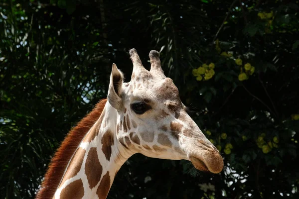 Hábitat Una Jirafa Encuentra Generalmente Sabanas Africanas Pastizales Bosques Abiertos — Foto de Stock