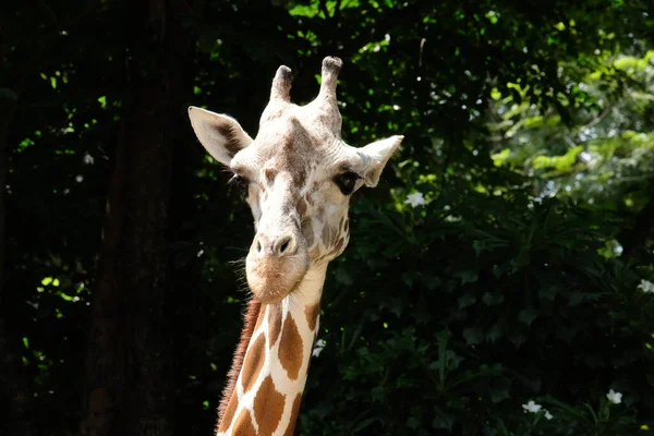 Habitat Une Girafe Trouve Habituellement Dans Les Savanes Africaines Les — Photo