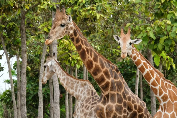 Giraffe Habitat Usually Found African Savannas Grasslands Open Woodlands — Stock Photo, Image