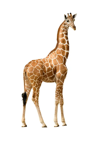 Der Lebensraum Einer Giraffe Ist Normalerweise Afrikanischen Savannen Finden — Stockfoto