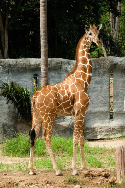 Der Lebensraum Einer Giraffe Ist Normalerweise Afrikanischen Savannen Finden — Stockfoto