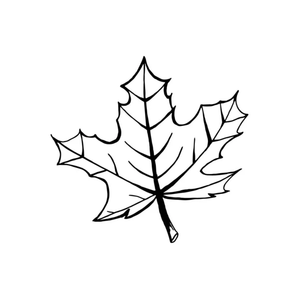 Schwarzer Umriss eines Ahornblattes isoliert auf weißem Hintergrund. ha — Stockvektor