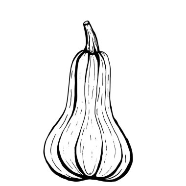 Uzun butternut kabak el çizilmiş mürekkep illüstrasyon izole bir
