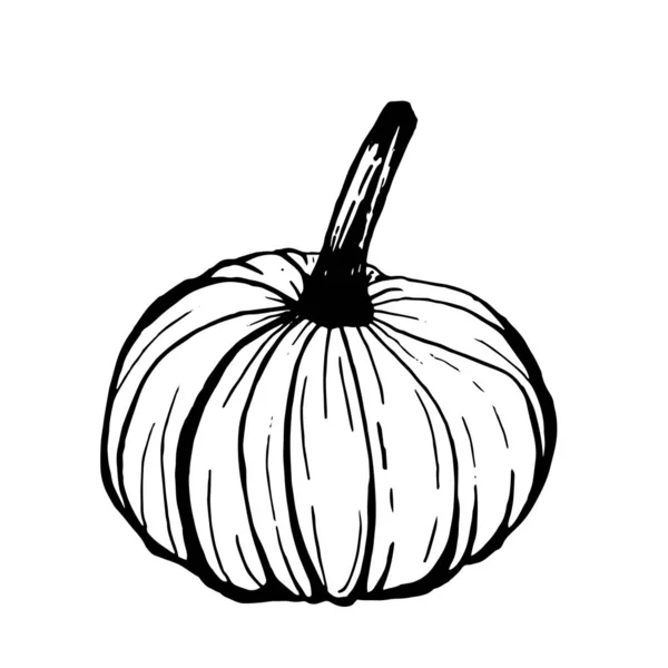 Illustrazione vettoriale scarabocchiata disegnata a mano della zucca contorno isolato o — Vettoriale Stock