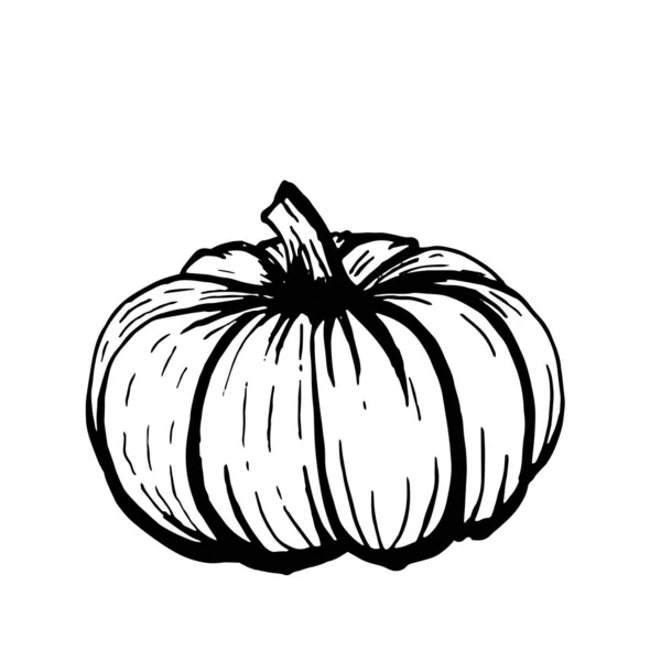 Zucca zucca disegnato a mano scarabocchio illustrazione isolato su bianco — Vettoriale Stock