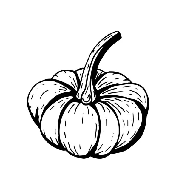 白い背景にカボチャ野菜の黒い輪郭。手描き — ストックベクタ