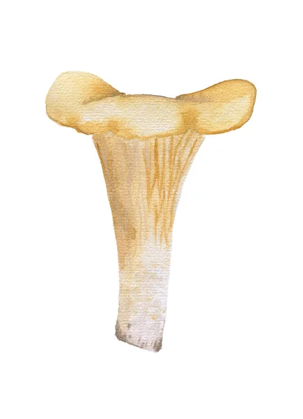 Champiñón Chanterelle Acuarela Dibujada Mano Aislada — Foto de Stock