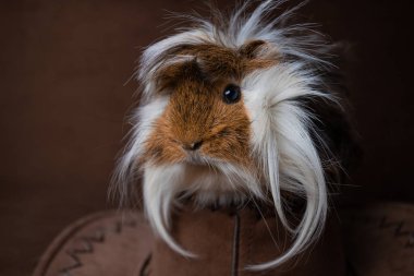 Pet Guinea pig on a dark background. clipart