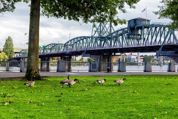 Geese at Tom McCall Waterfront Park in Portland, Oregon