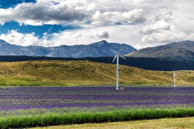 Önünde güzel tepeler Yeni Zelanda'da lavanta alan
