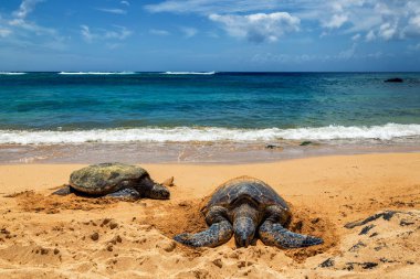 Deniz kaplumbağaları Laniakea kumsalda güneşli bir günde, Oahu, Hawaii dinlenme görünümü Kapat